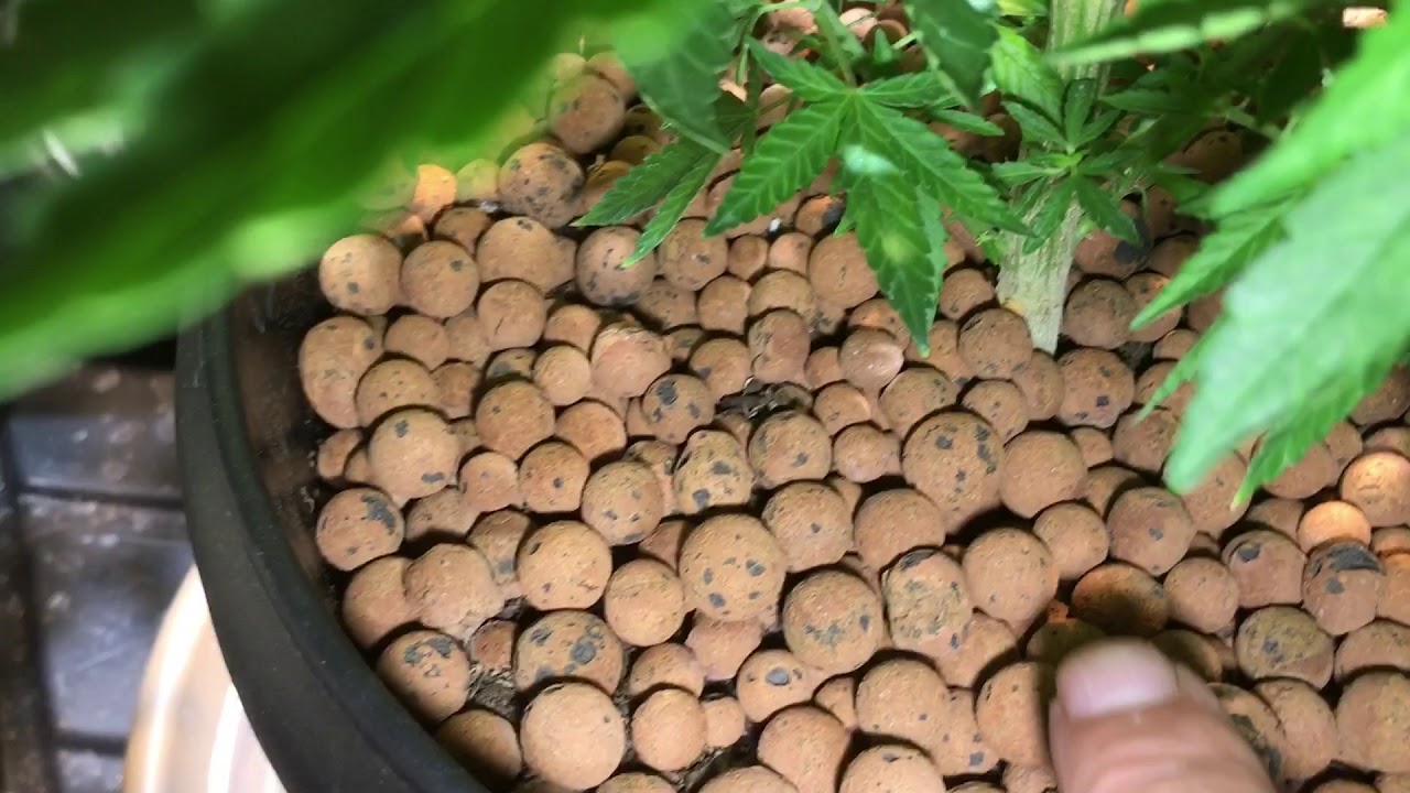 Grow 420 Cannabis Topping Feming Results AK-47