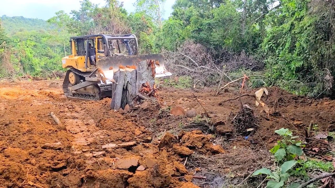 Perfect Strong Dozer CAT D6R XL Leveling Ground Near The Shelter on The Forest