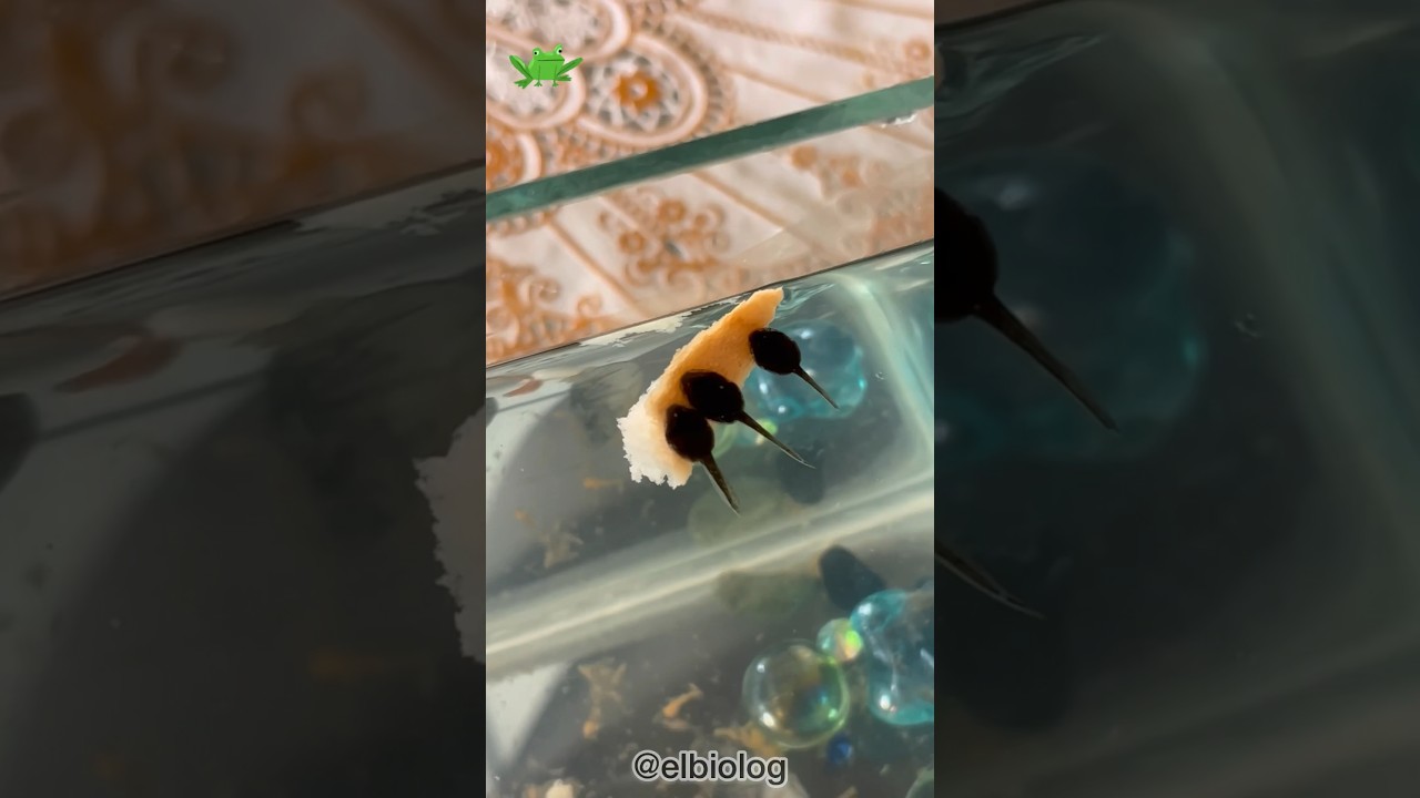 Criando Renacuajos y peces Dia 3🐸🐟👨🏻&zwj;🔬