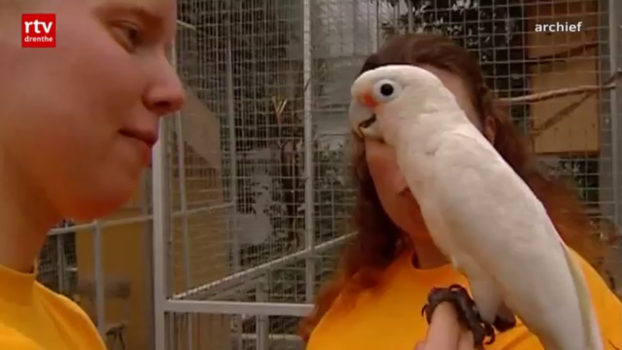 Stichting Papegaaienhulp heet voortaan World of Birds Foundation
