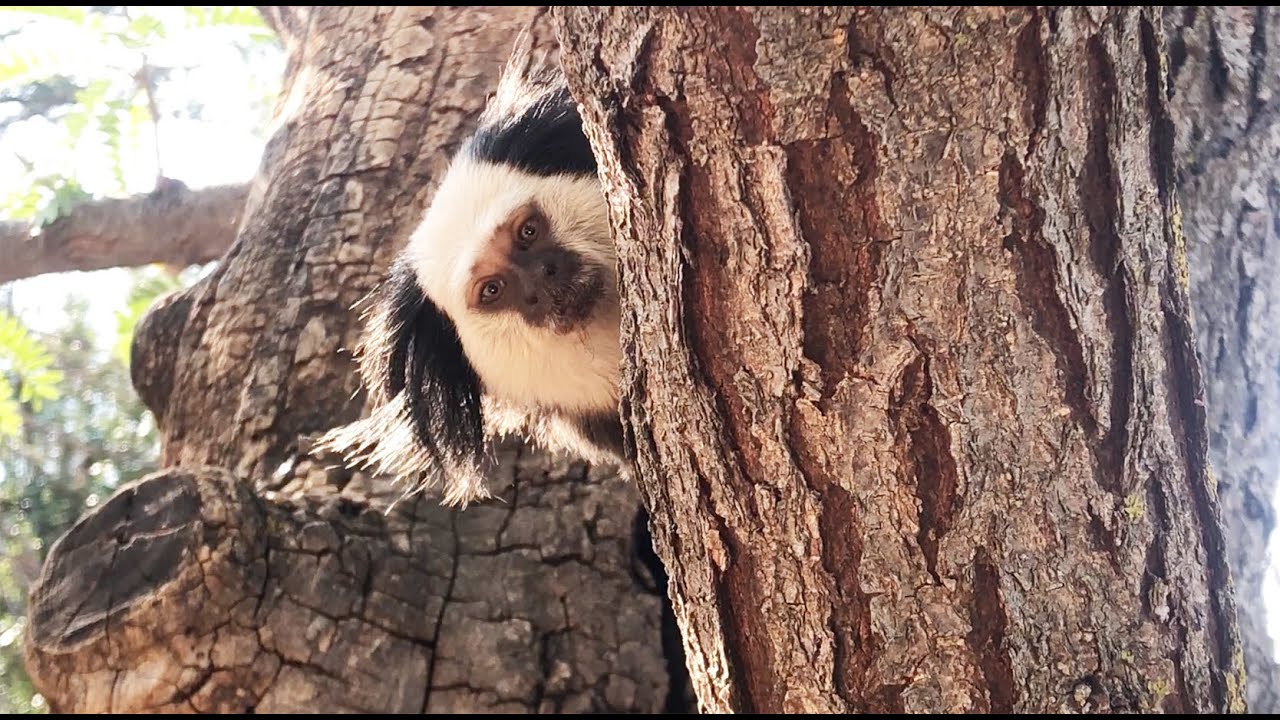 Geoffrey's Marmosets Out-of-Exhibit Enrichment