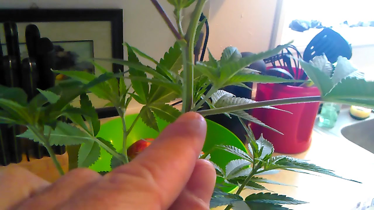 How I clone plants and get 100% success