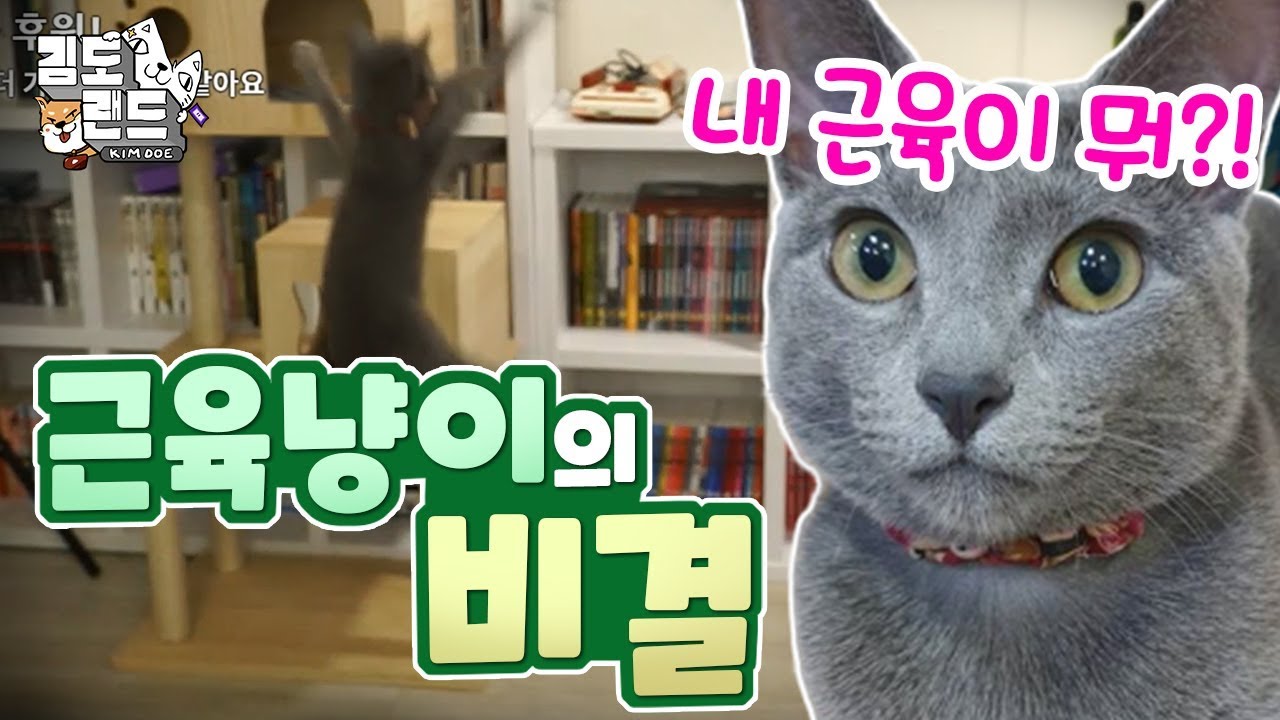 근육냥이 커비의 근력운동 전격 공개! [커비 스페샬]