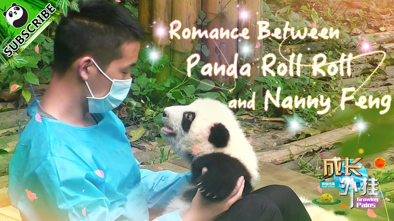 【Panda Scanning】Ep2 Growing Pains: Romance between Roll Roll and her nannies 20170618 | iPanda