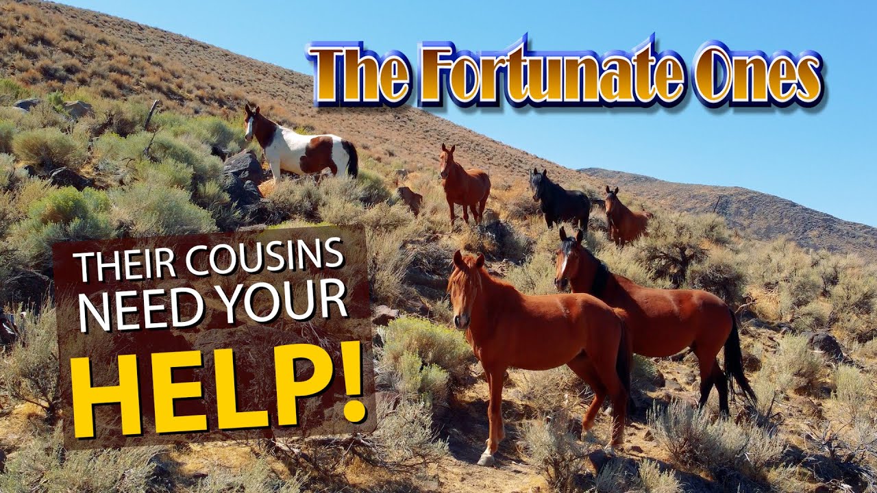 The Fortunate Ones - Still Wild and Still FREE - ADOPT IN CARSON CITY! Wild Horses NEED HELP!