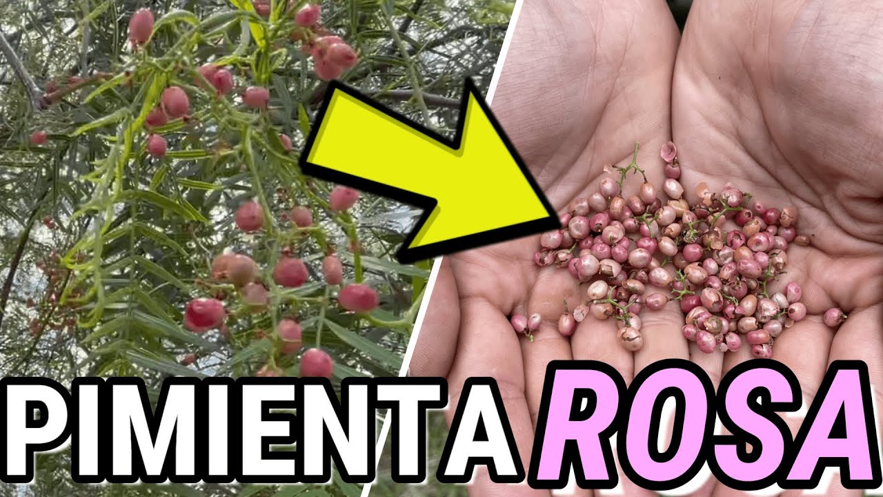 💥El ÁRBOL SAGRADO De La PIMIENTA ROSA💥 El PIRUL o AGUARIBAY 🌳