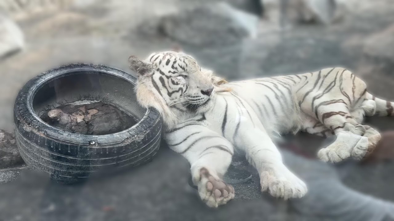 番外編 タイヤを枕にして寝るスカイさん【番外編】【東武動物公園】ホワイトタイガー
