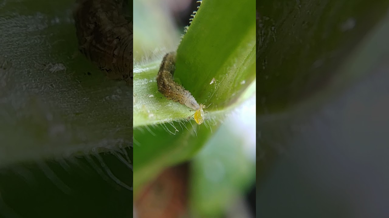 The Inconspicuous Aphid Predator