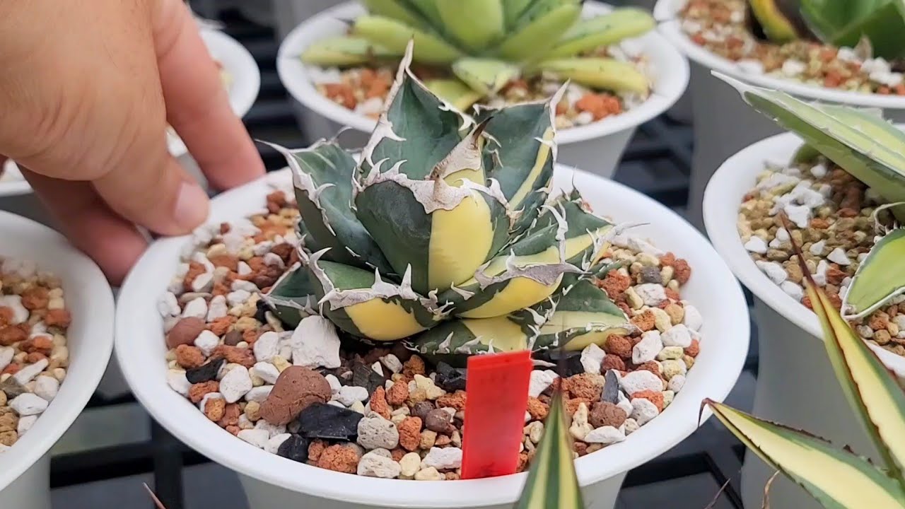 鬍子多肉植物園區-龍舌蘭篇，Taiwan Famous Succulent and Agave Plants Garden