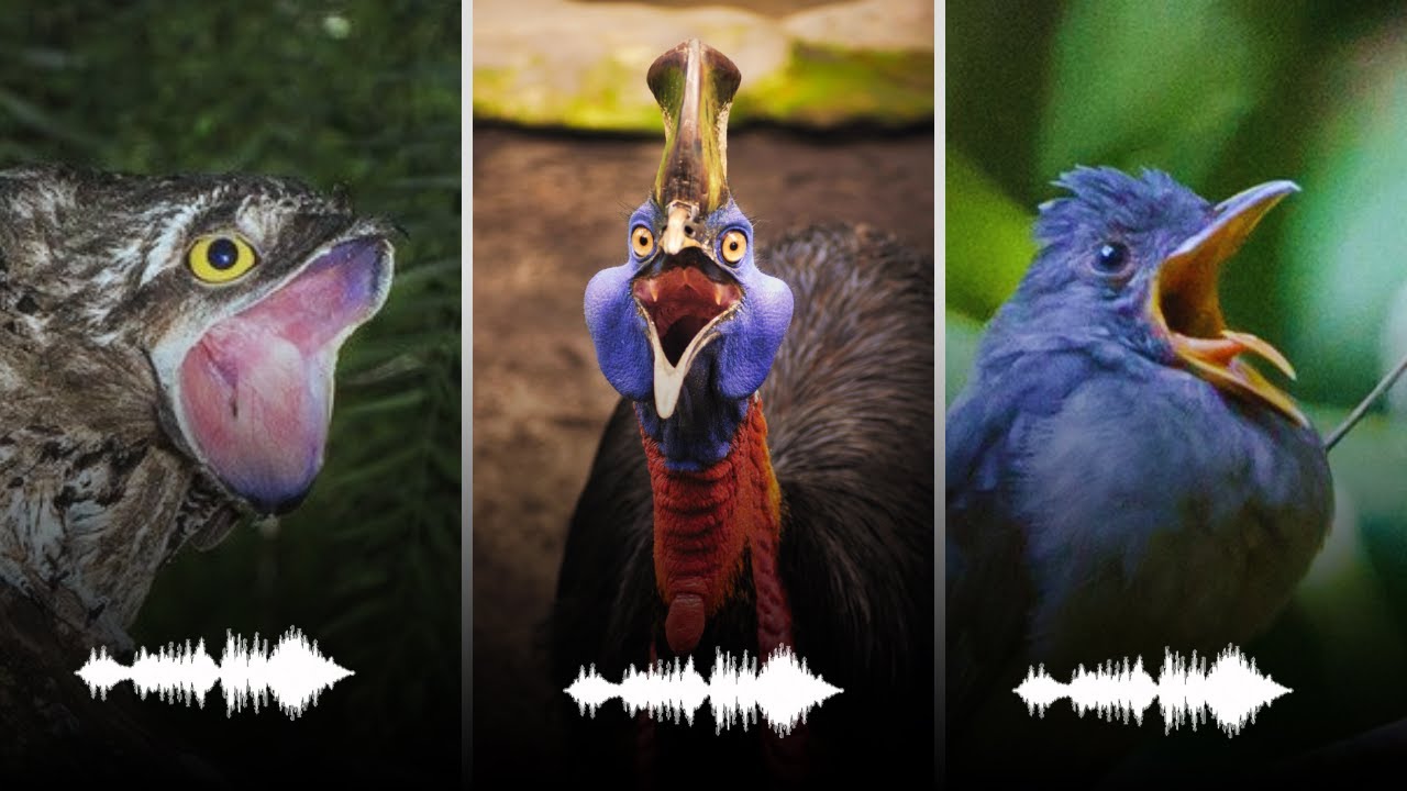 Nature’s Scariest Sounds: Creepiest Bird Sound (With Audio)