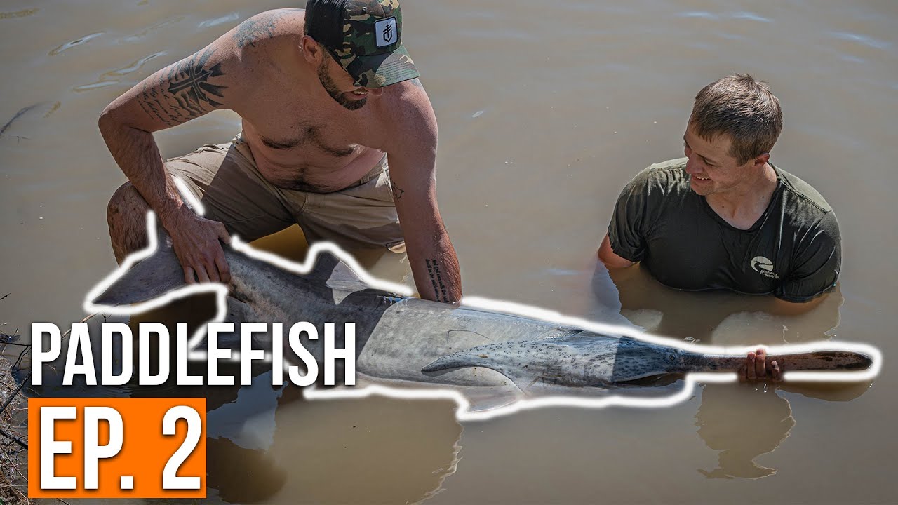 Snagging Prehistoric Fish | Montana Paddlefish (Ep. 2)