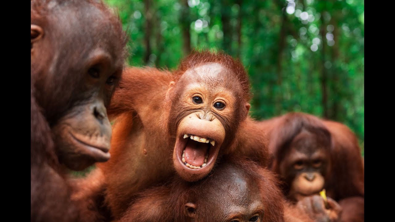 Unsere Rampensau Onyer| BOS | orangutan.de