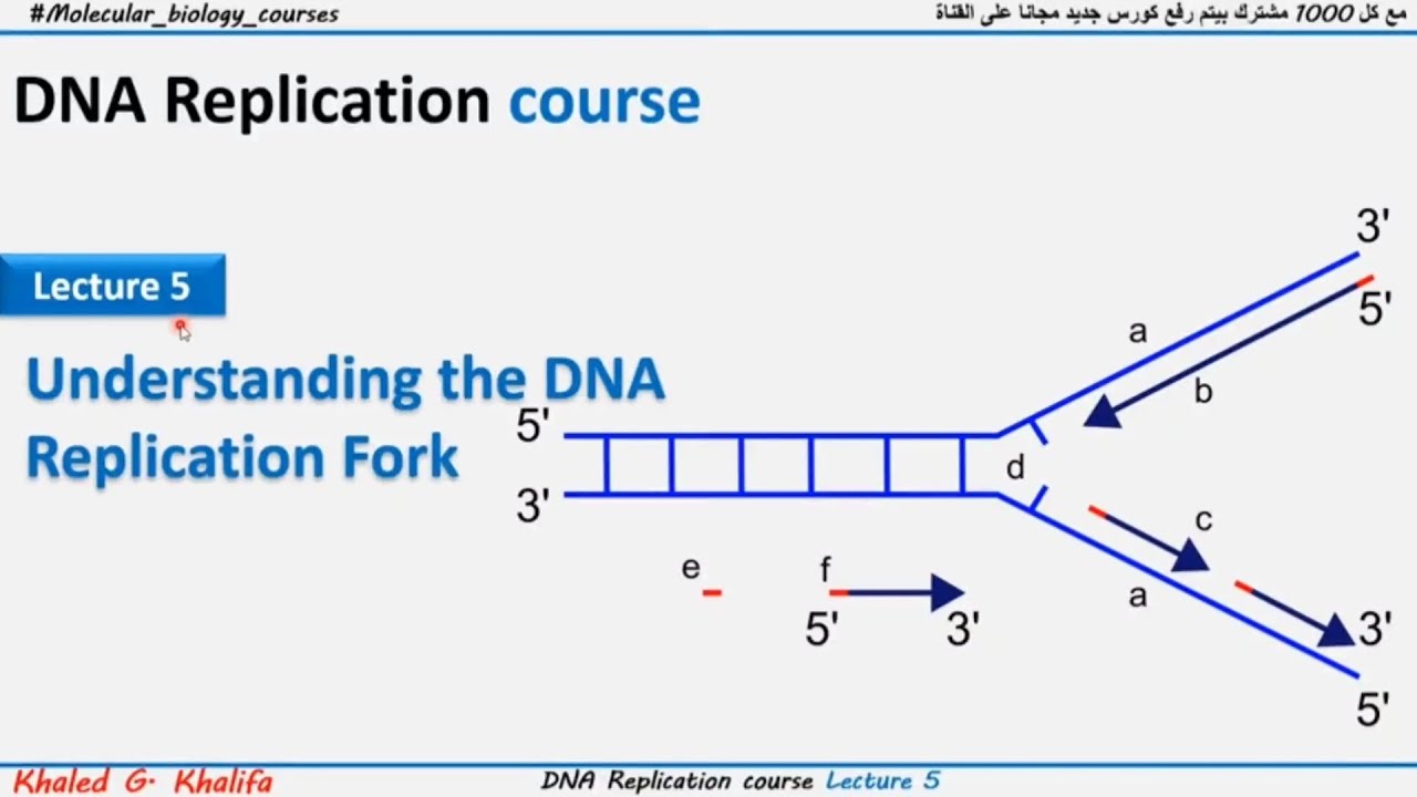 شرح بالعربي Understanding DNA replication fork
