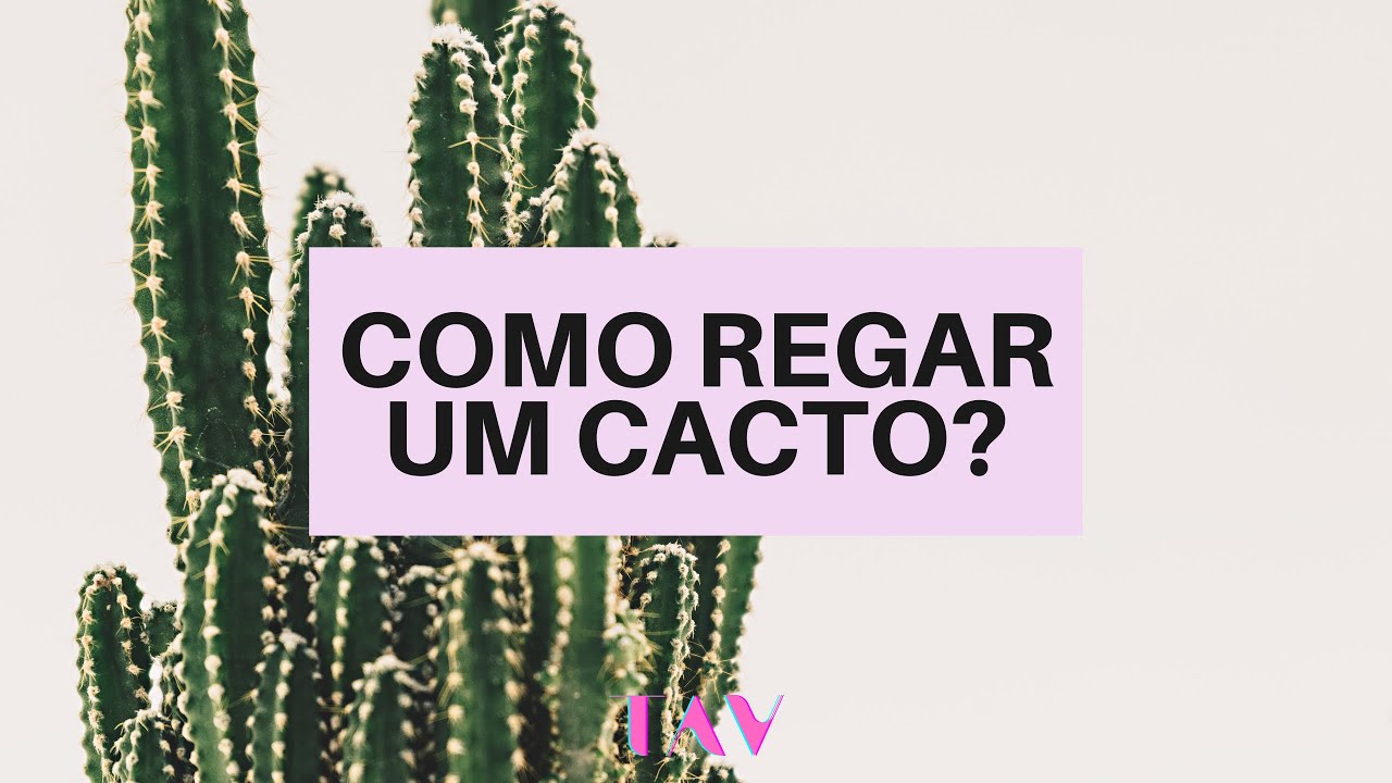 Como regar um cacto? Segredos que ningu&eacute;m te conta 🌵