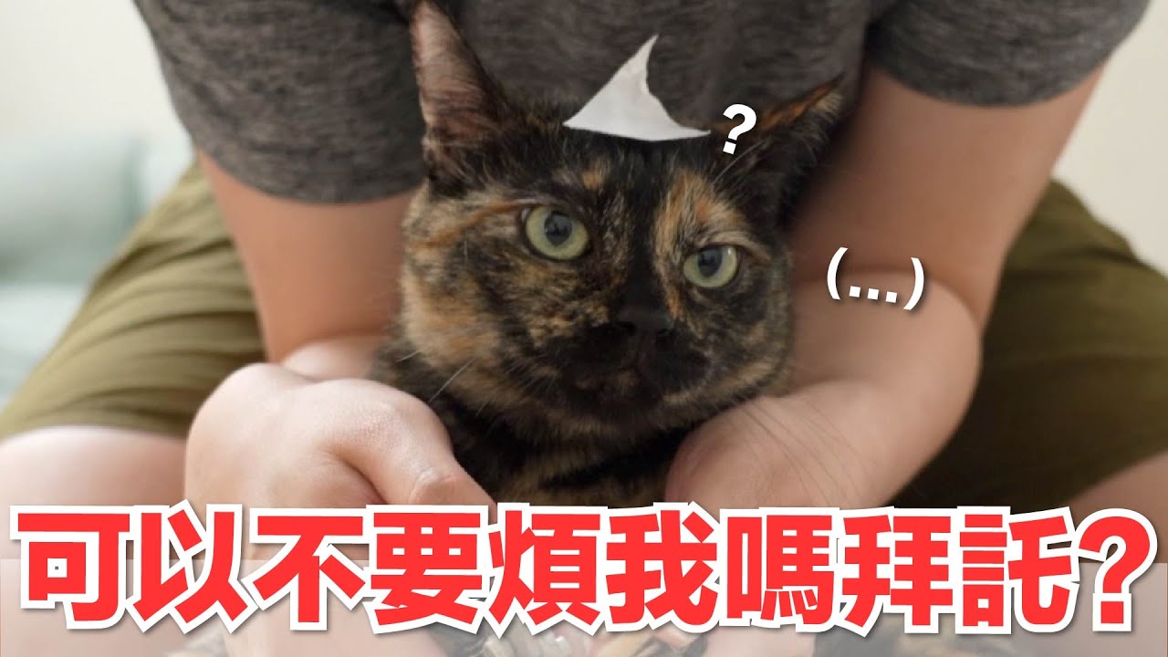 【好味小姐】可以不要煩我嗎拜託？｜好味貓日常138