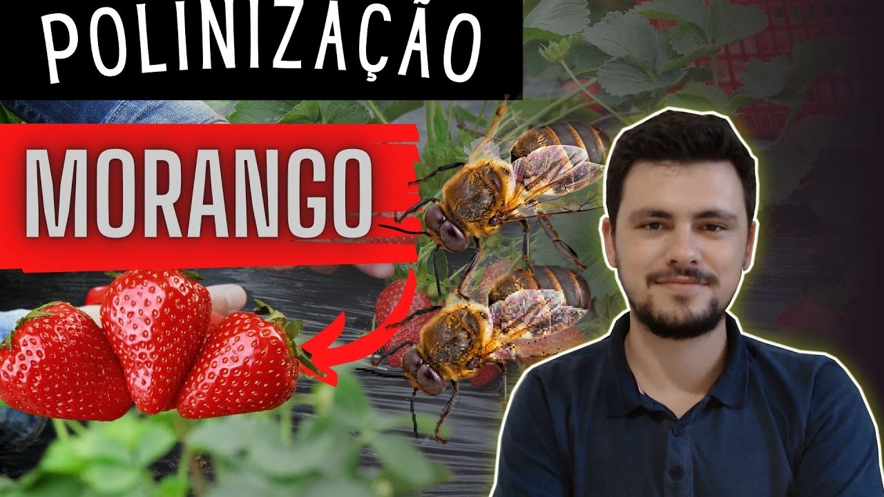 Polinização de MORANGUEIRO para produzir MUITO