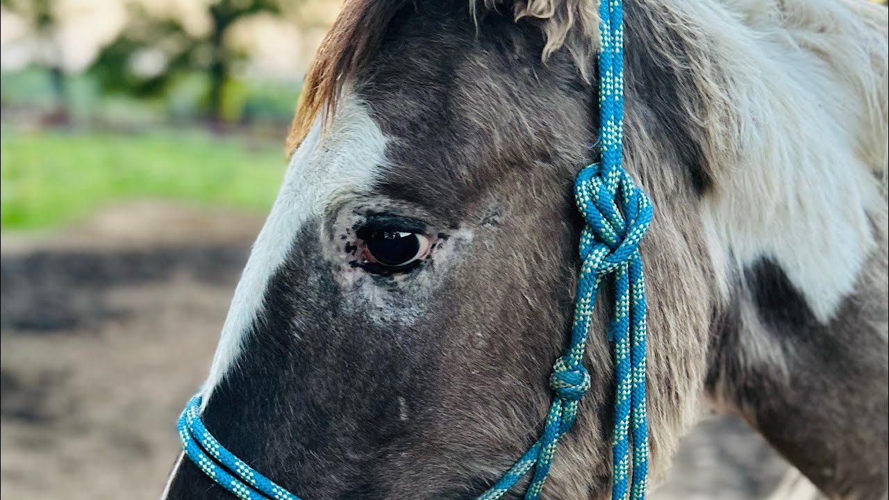 RESCUED MARE & COLT are safe!!!