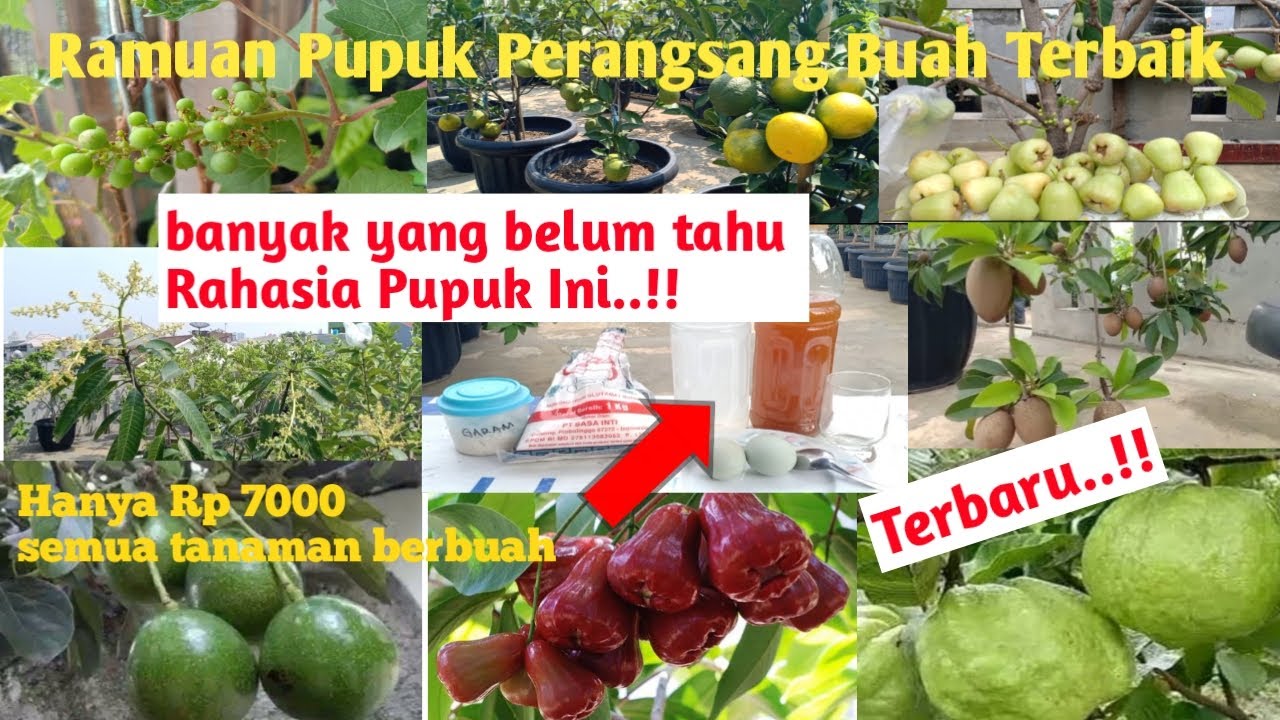 Bukan Teori Tapi Bukti..! Cara Membuat Pupuk Organik Cair Perangsang Buah Terbaik Semua Tanaman