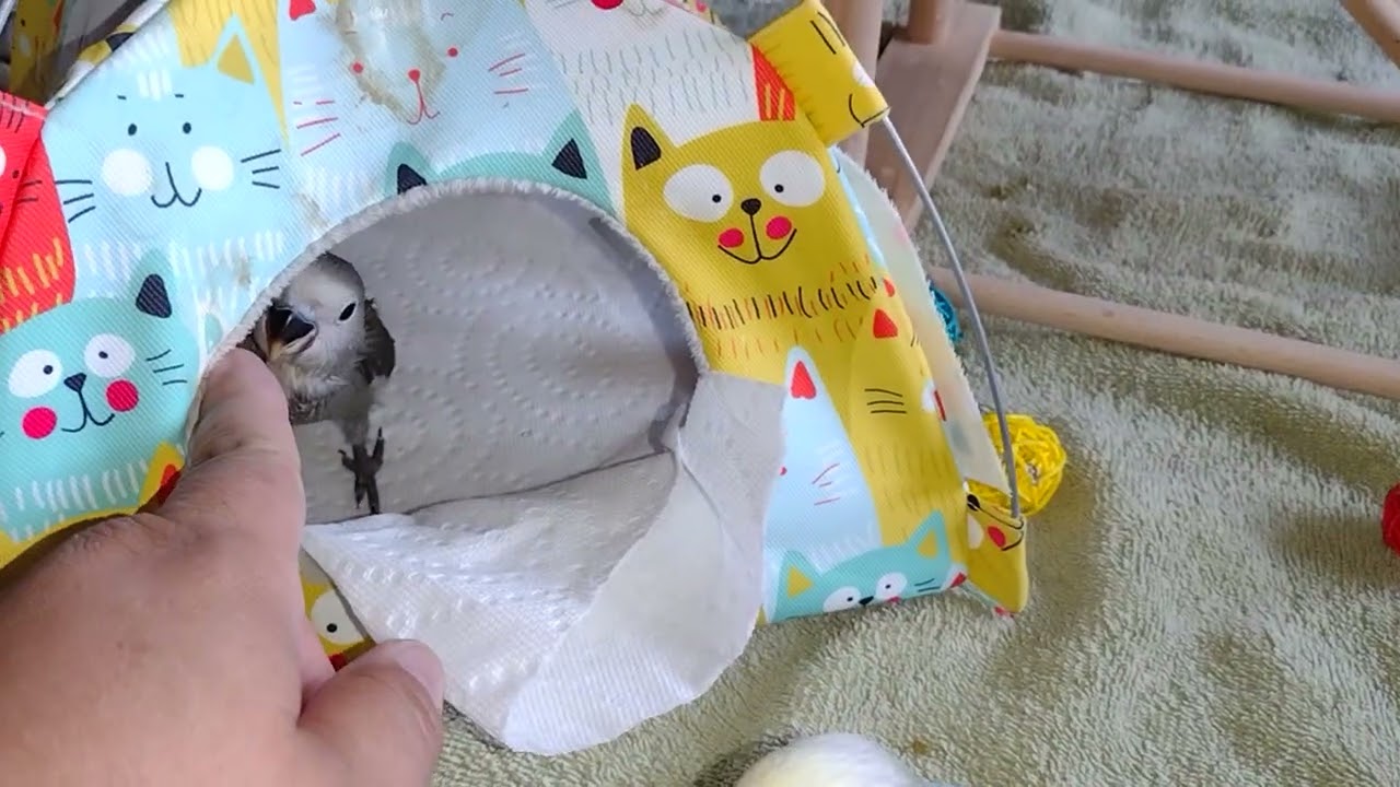 Lovebird babies are out playing.