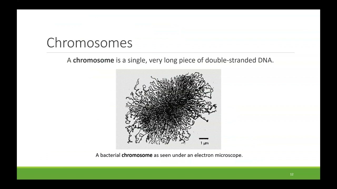 BIO100 Chapter 6 High Quality - Reproduction at the Cellular Level