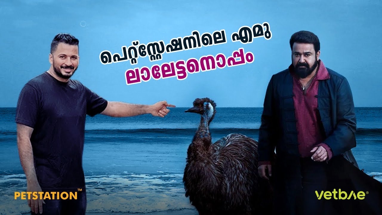 നമ്മുടെ റോക്കി ഭായ്‌ (എമു) മോഹൻലാലിനൊപ്പം ഫോട്ടോഷൂട്ട്‌... പെറ്റ്സ്റ്റേഷനിലേ പൂച്ചകളേയും കാണാം..