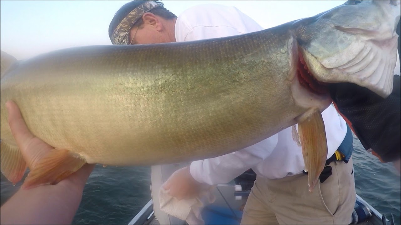 Musky Number 5 and 6 caught on JBO Shallow Raider: Musky Hunting Episode 8