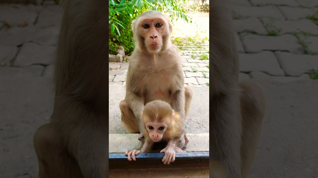 baby monkey video #bandar #monkey #monkeyvideo