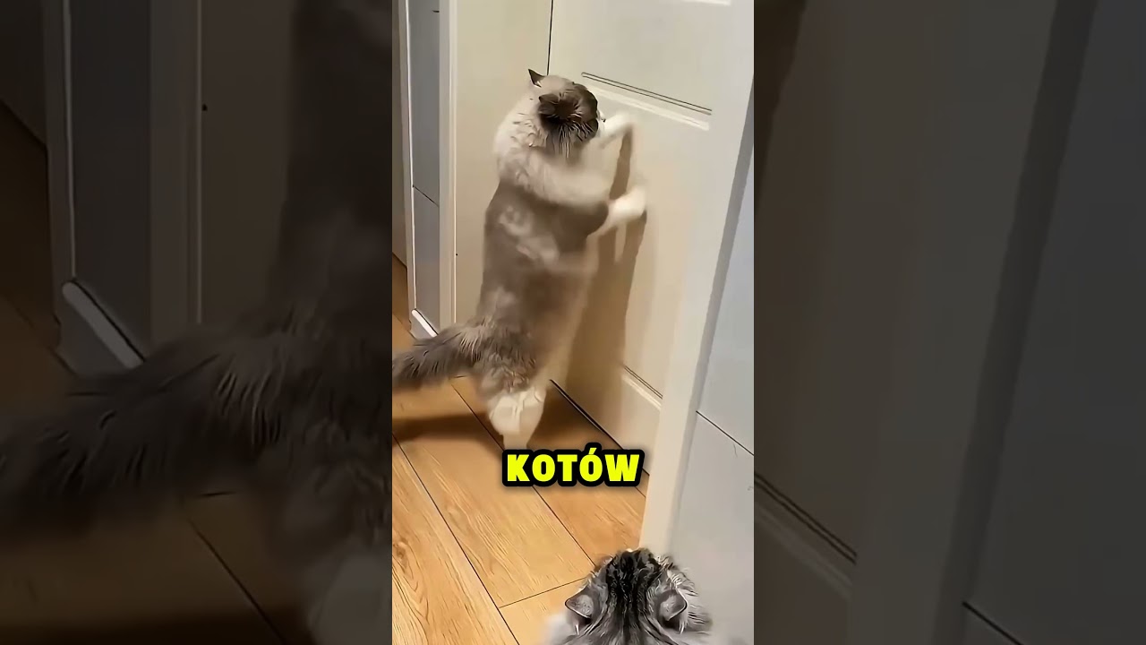 W ten sposób ograniczasz kota!! 😿🚫🐱