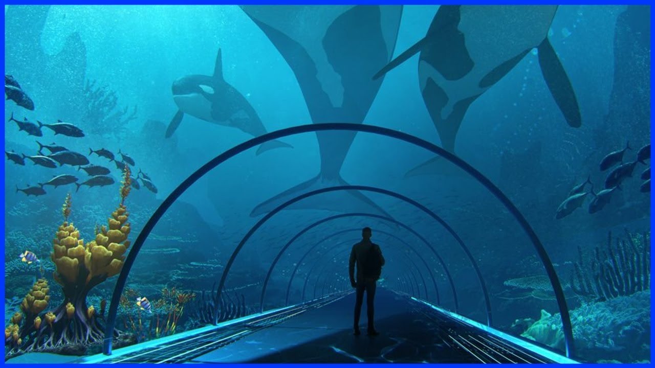 Ranking Whales - Pelagios (w/ Jaden P)