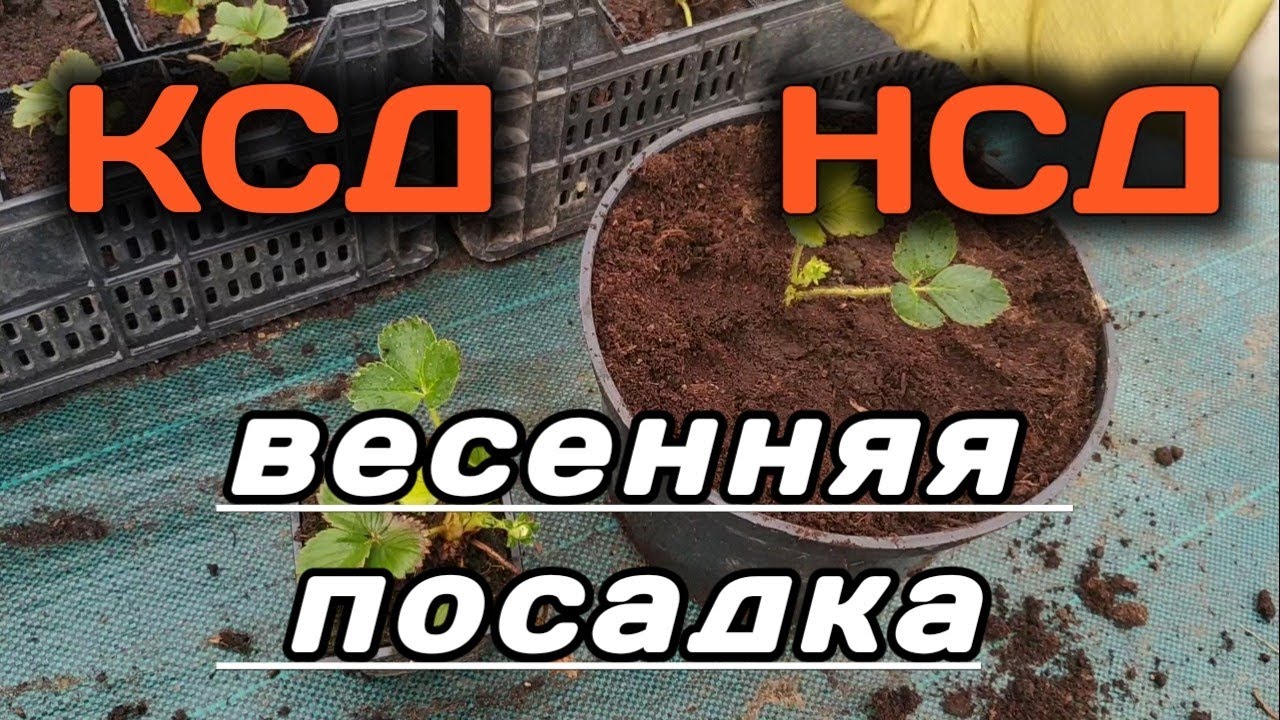 🍓 Клубника🍓 НСД и КСД. Весенняя посадка или как получить ягоду при посадке клубники весной.