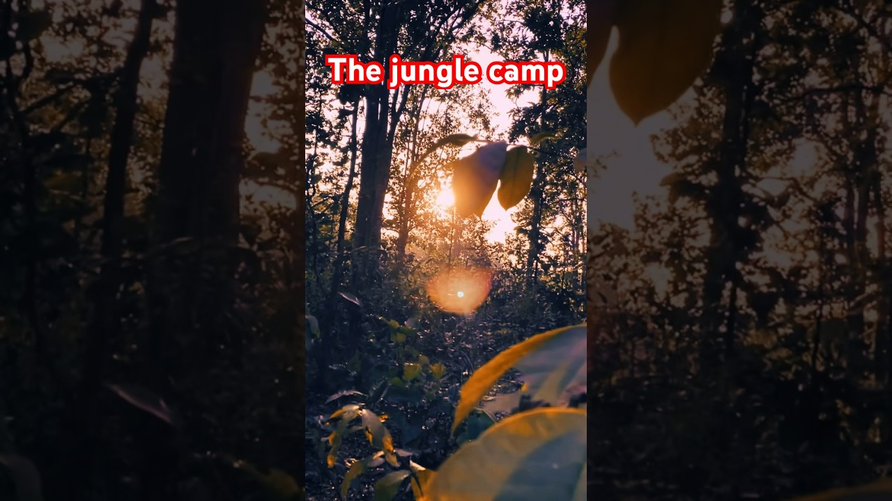 Forest camping || solo camping || Nature sound || #camping #forestcamping