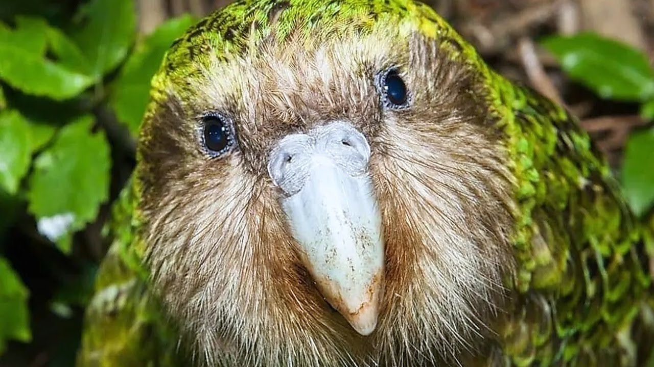 Este Loro Nocturno Debería Estar EXTINTO | Pero SOBREVIVE