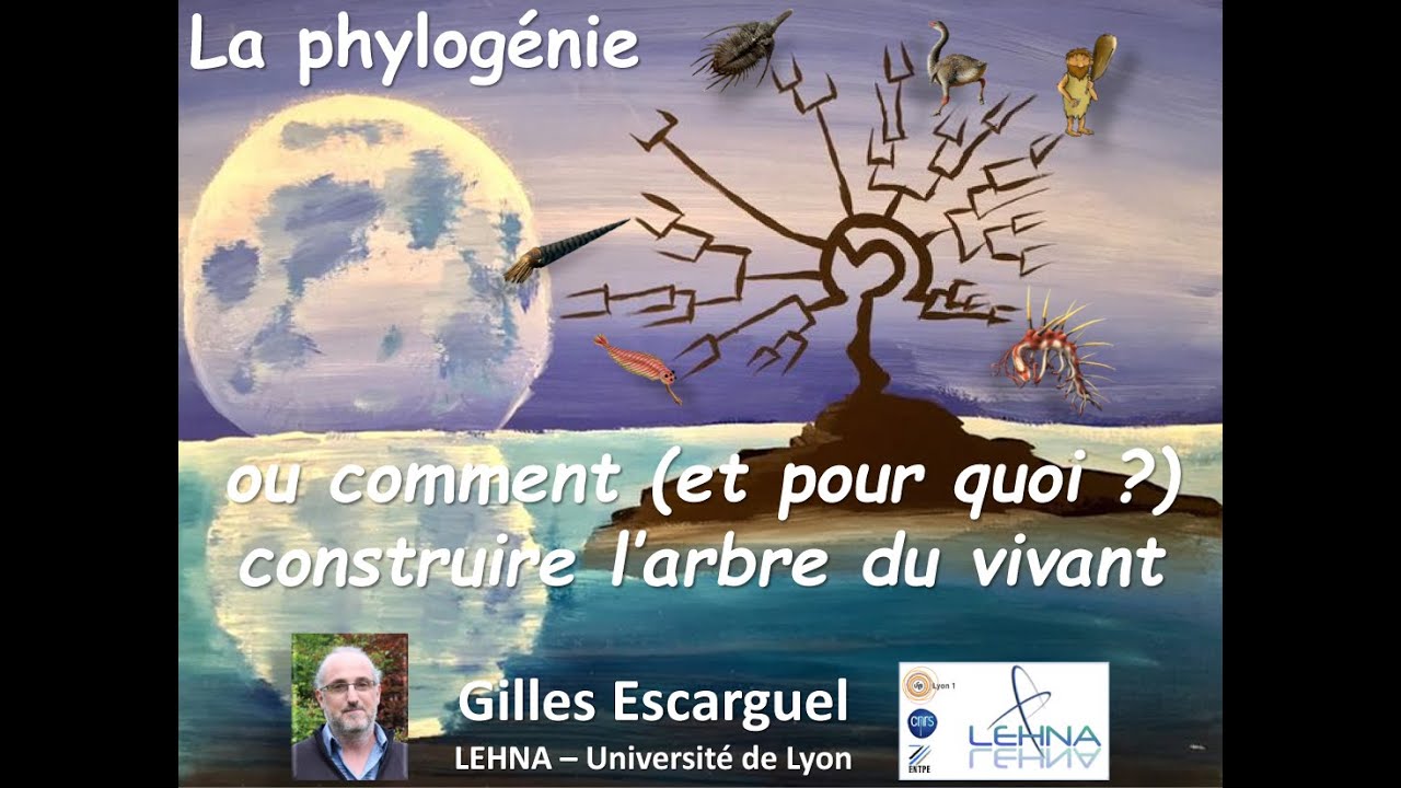 La Phylogénie, ou comment (et pour quoi) construire l'arbre du vivant ?