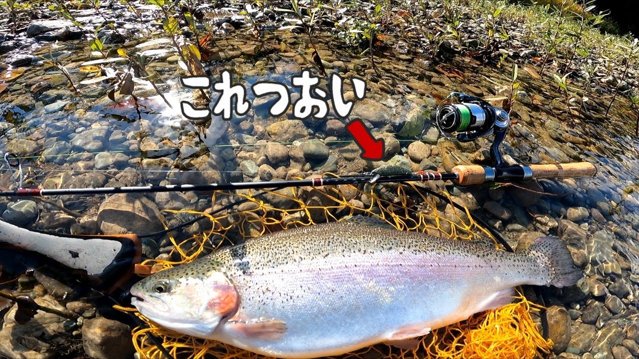 冬季C＆R河川で強そうなカラーを作ってみたら本当にいっぱい釣れて森林オブジョイトイ