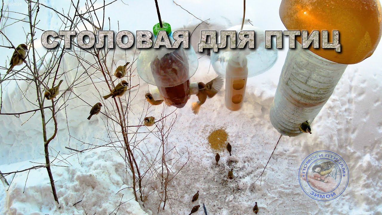 Кормушка для птиц 4 февраля 2026 года (02)