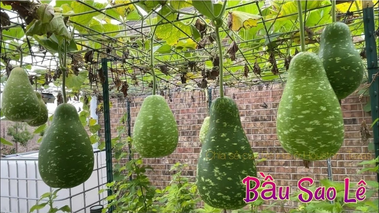 Chi Tiết Trồng BẦU SAO LÊ Từ Hạt Thật Sai Quả ( with Full Updates ). Cách Thụ Phấn (Hoa Đực, Hoa Cái