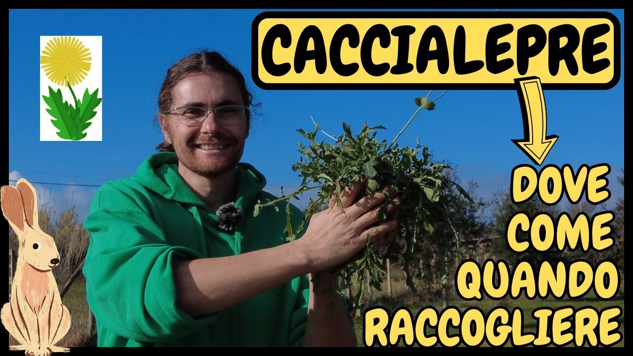 Come RICONOSCERE e RACCOGLIERE il CACCIALEPRE (erba spontanea) | Tutorial Agricoltura