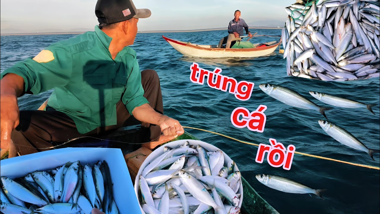 Hôm nay lại trúng đậm bầy cá trích-quá nhiều chú 6 ơi!!!