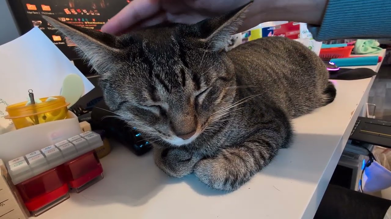 Patting Tiger while he is on my desk