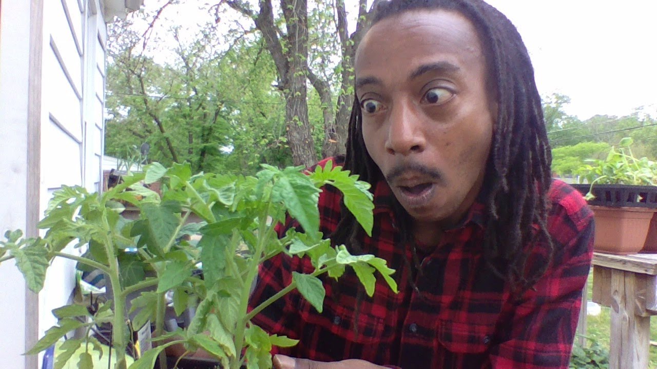 THE EASIEST WAY TO GROW TOMATOES FOR YOUR GARDEN | Easy Gardening For Beginners & Experts #withme