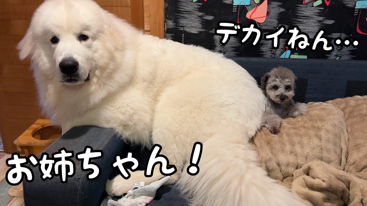 【無理w】自分より15倍もデカい超大型犬の子犬に甘えられても受け入れる小型犬の姉が優しすぎました…♡｜グレートピレニーズ&オールドイングリッシュシープドッグ&トイプードル