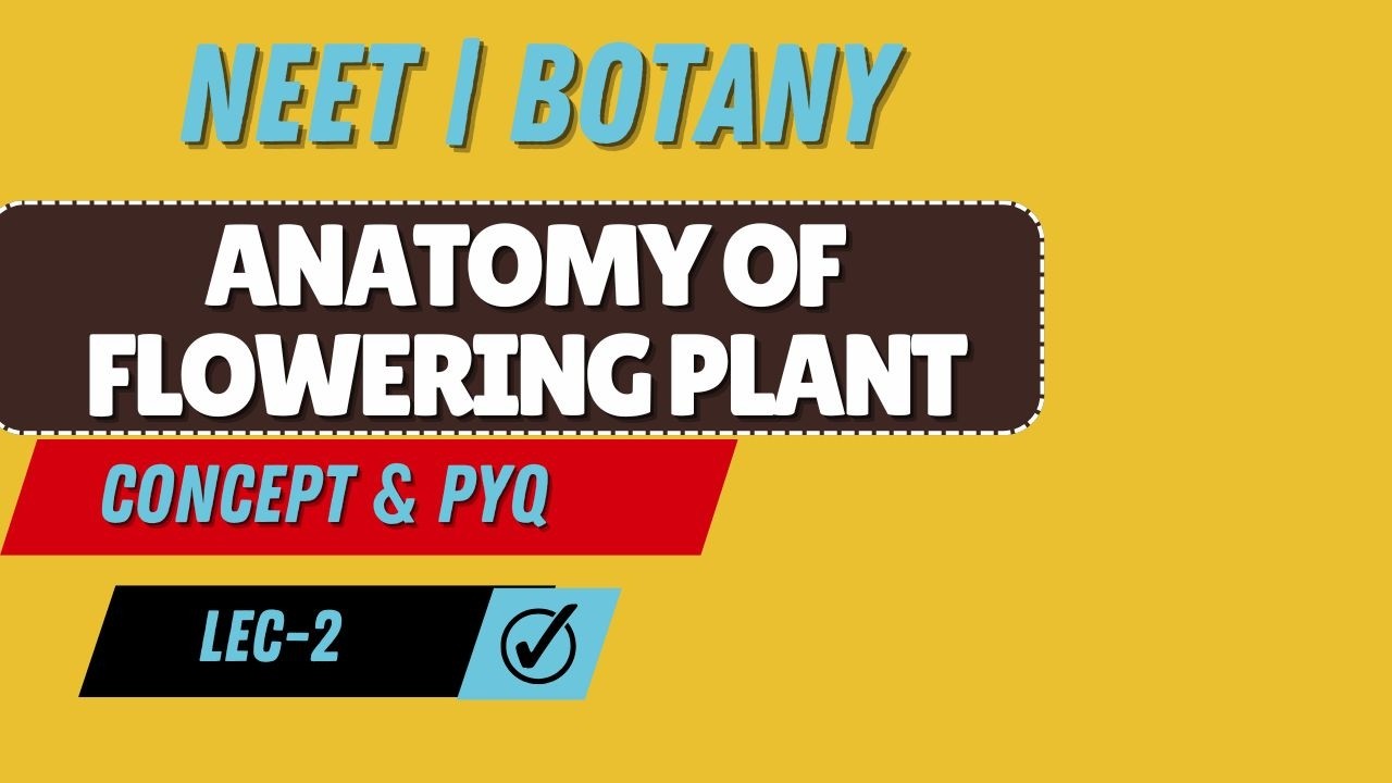 NEET I BOTANY I ANATOMY OF FLOWERING PLANT I MCQS + PYQS I LEC 2