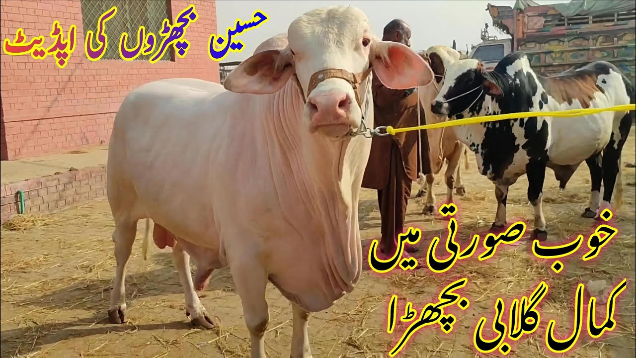 Multan Cow Mandi me hasseen Bachroo ki update || kubsurtti me kamal Gulabi Bachraa Qurbani 2026