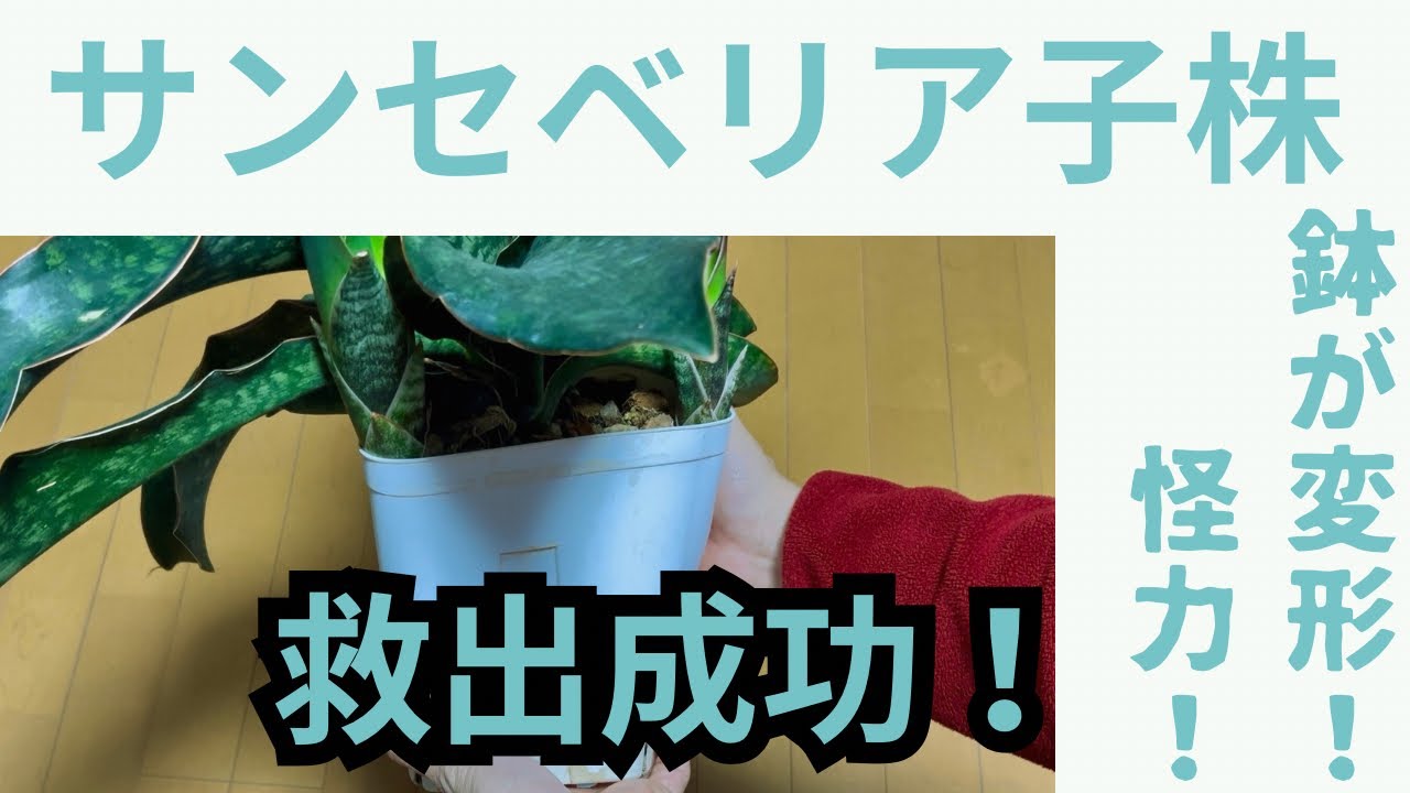 鉢が歪んだ！？サンセベリアの怪力過ぎる子株を救出&植え替え実況