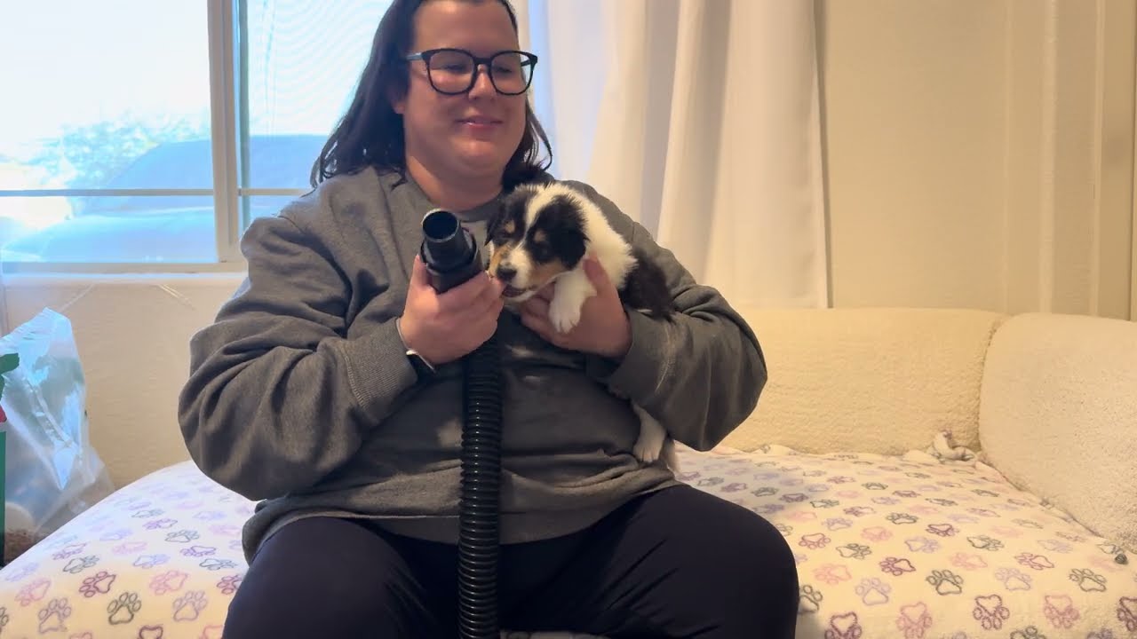 Introducing Puppies to the Force Dryer