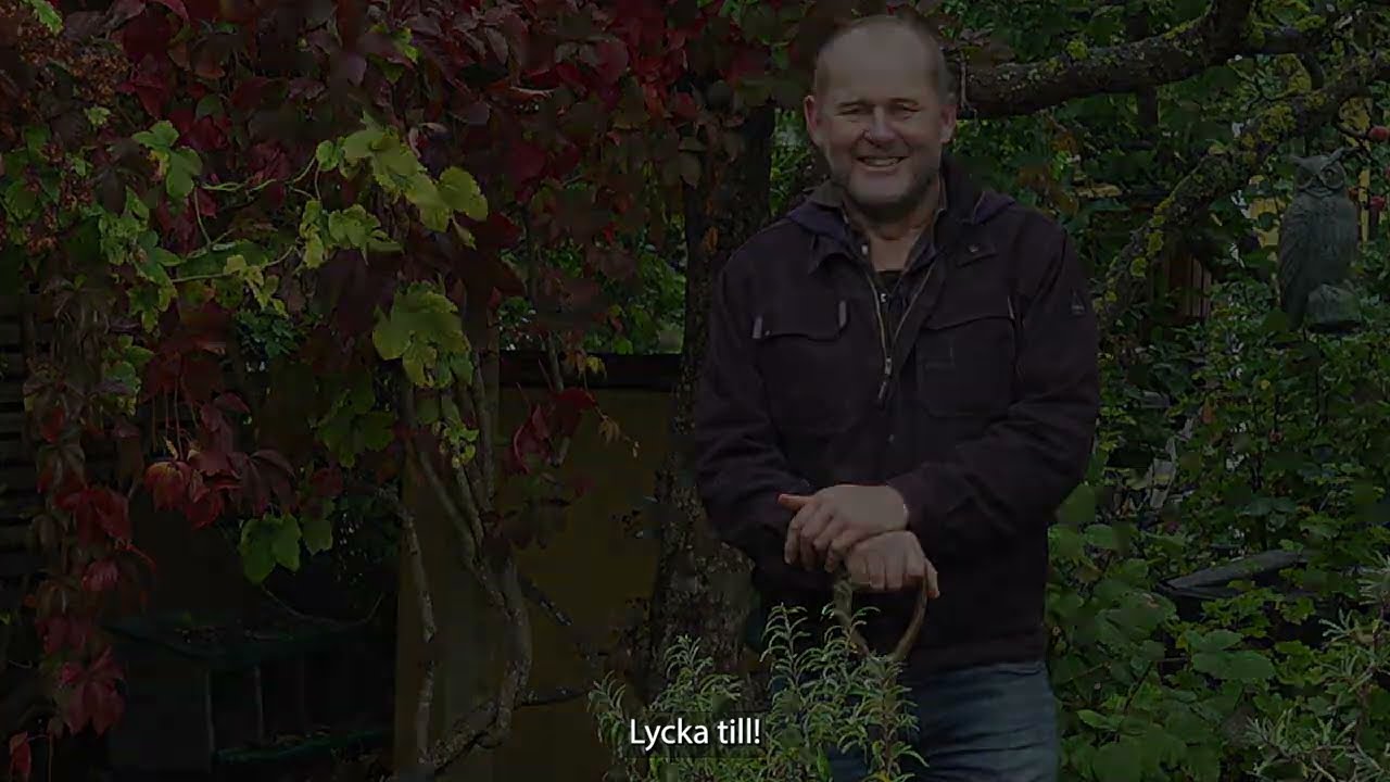 Så planterar du ett havtorn!