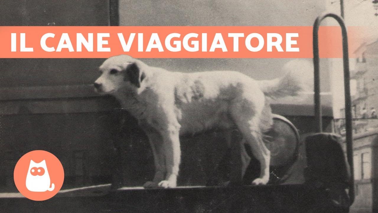 LAMPO, il CANE che VIAGGIAVA da SOLO in TRENO 🐶🚂
