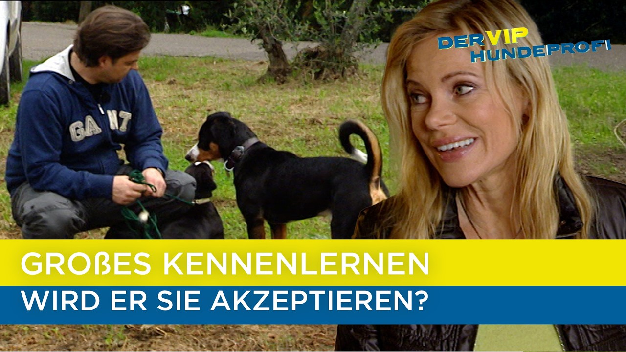 Wird der Welpe von ihm akzeptiert?🫣 | Der V.I.P. Hundeprofi