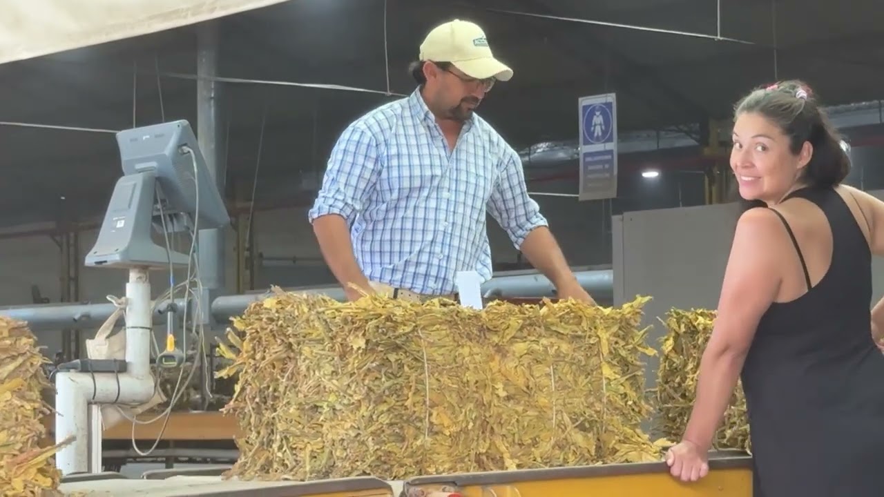 Salta: Fijan el Precio del Tabaco en $5.139,45 y Refuerzan Controles en la Producción