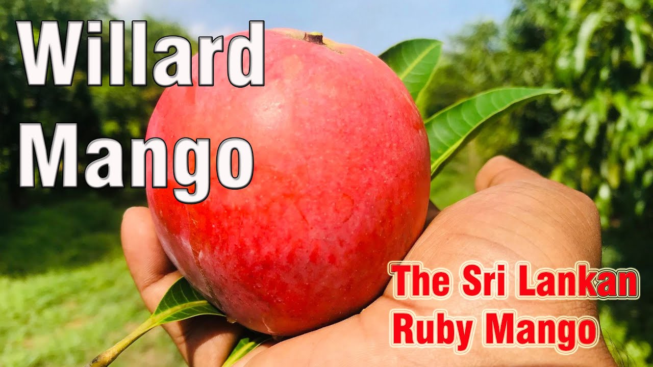 Red Willard (Mango Review)